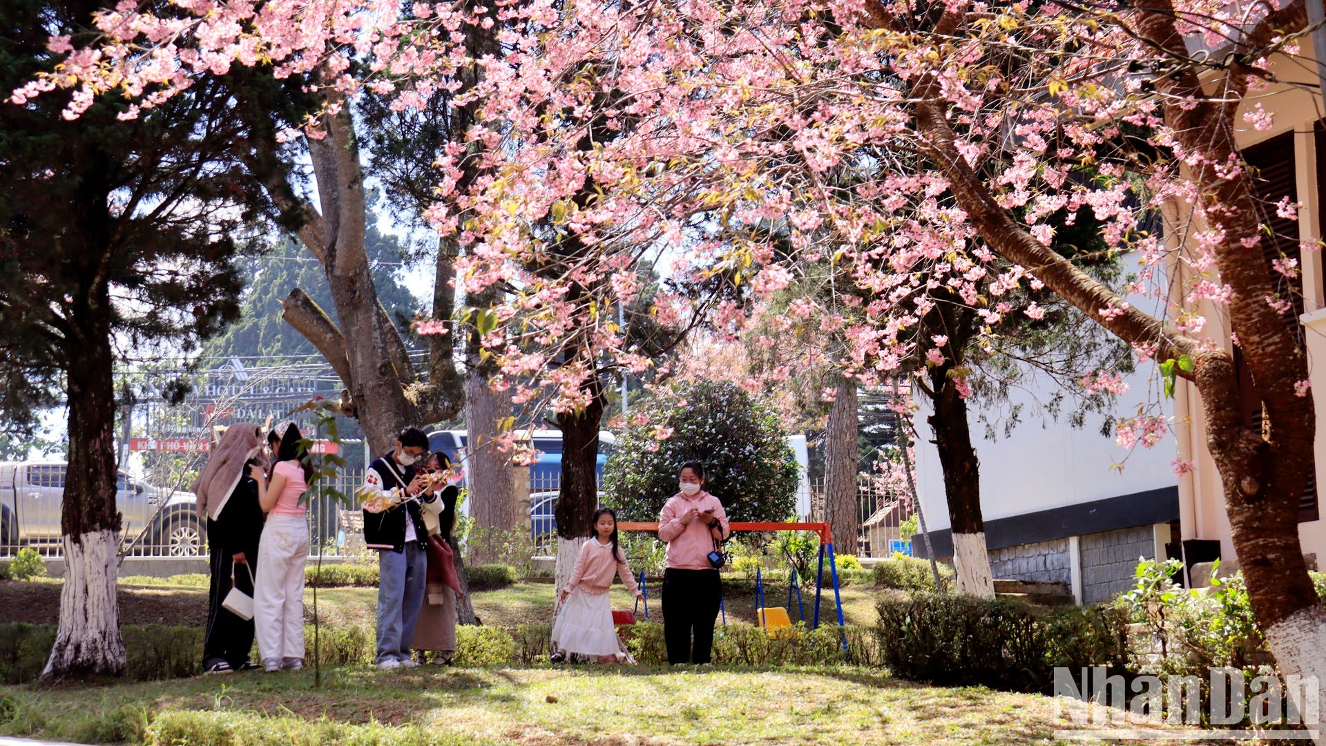 【写真】山間の街ダラットで桜色に染まる写真14