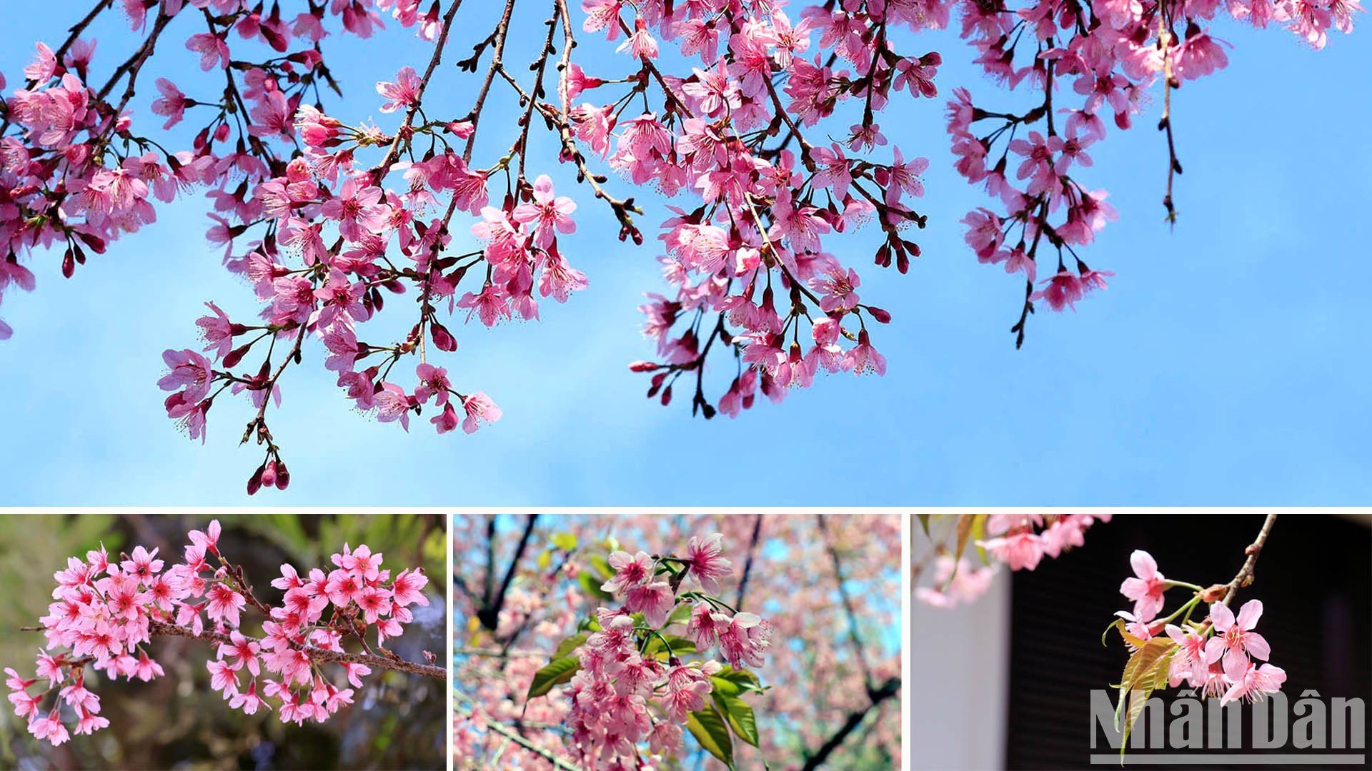 【写真】山間の町ダラットで桜色に染まる写真7