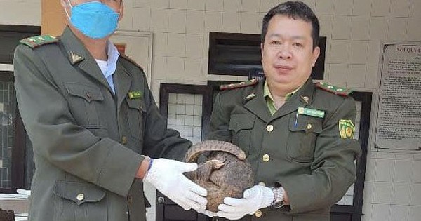 Suddenly seeing an injured wild animal on the roadside, a Hue man brought it to the forest ranger.