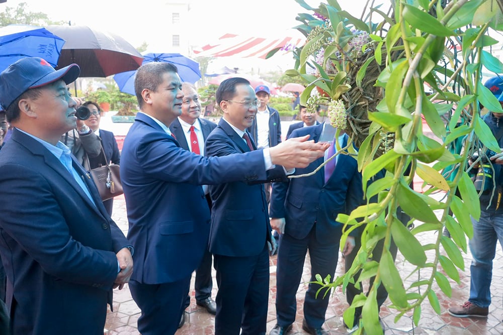 Die erste Supe Lam Thao Blume - Zierpflanzenfest Frühling am Ty 2025