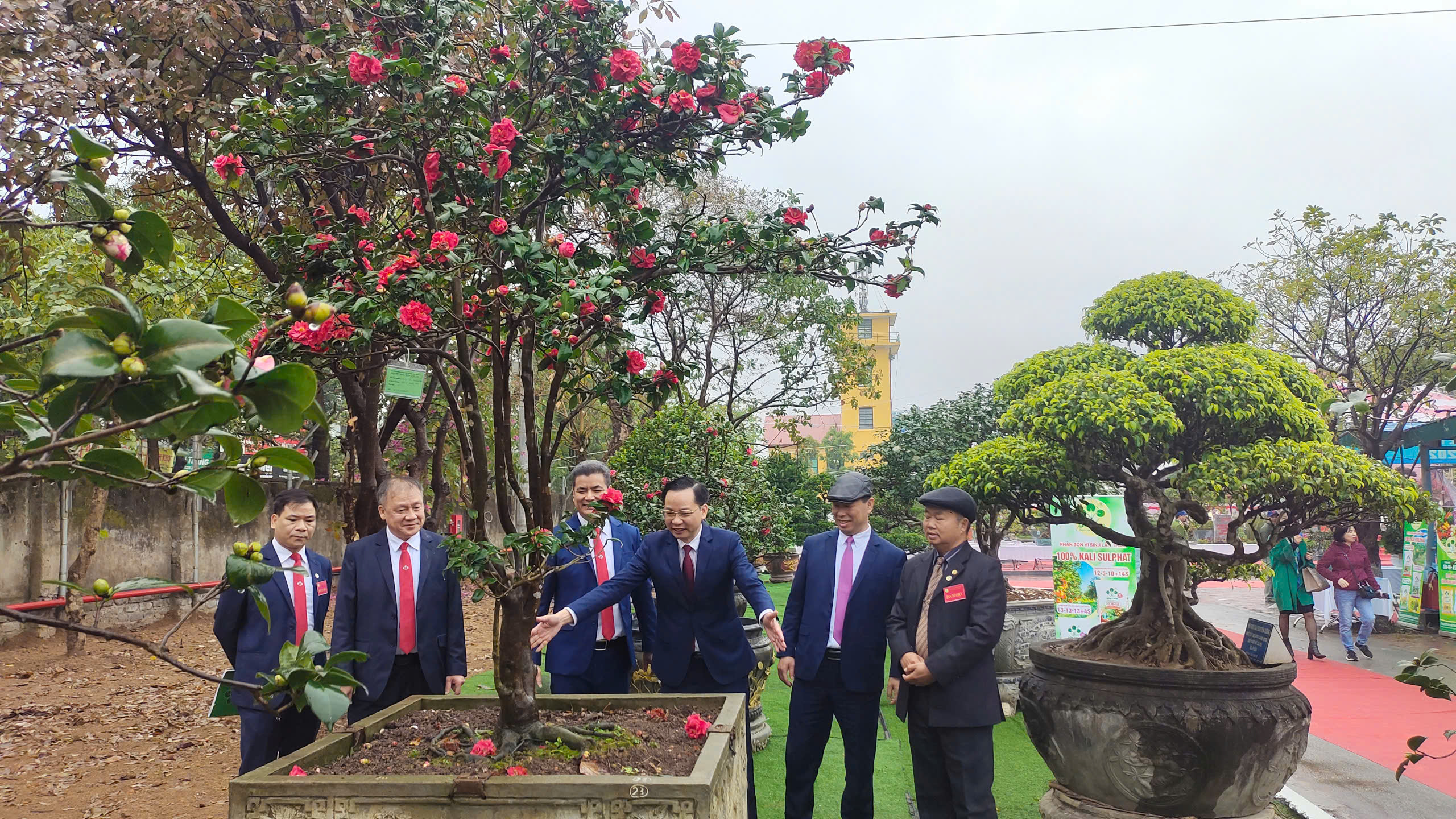 Supe Lâm Thao trưng bày la liệt lan phi điệp đột biến 5 cánh trắng, gà cảnh trị giá hàng chục triệu đồng/con - Ảnh 6.