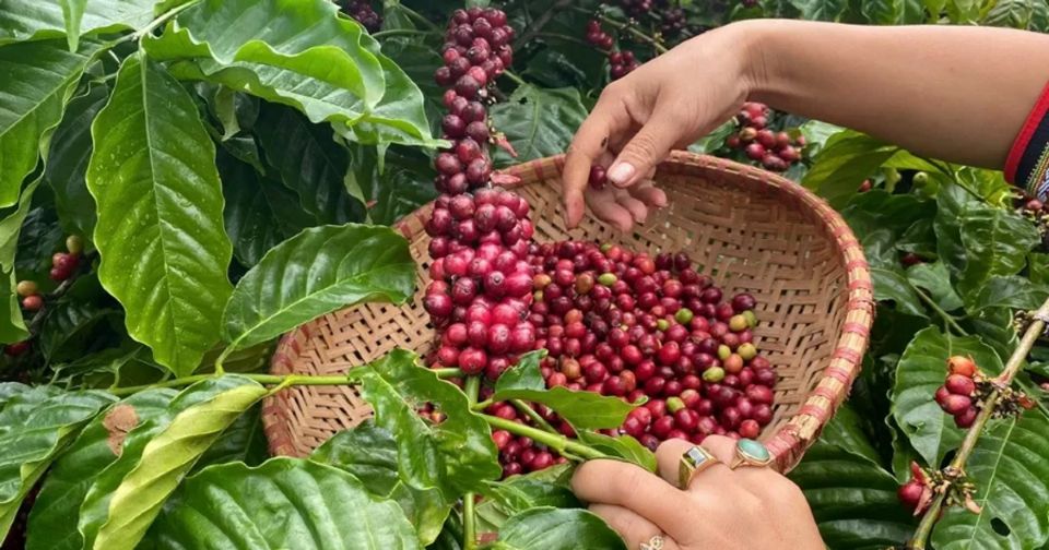 Precios de productos agrícolas al 5 de febrero de 2025: Caída pronunciada de precios del café, aumento de precios de la pimienta