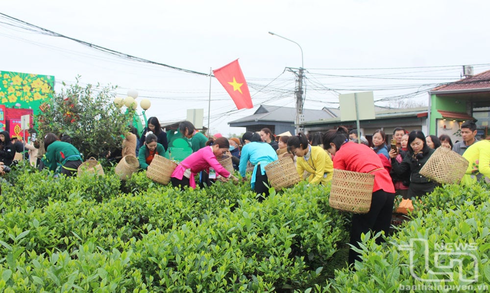 Thi hái chè nhanh tại Lễ hội.