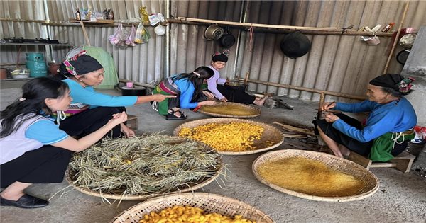 Thanh Hoa : Préserver les précieuses herbes médicinales sous la canopée de la forêt – Créer des moyens de subsistance durables pour les populations des montagnes