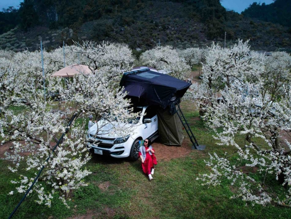 Tourists come to Moc Chau, camping among the plum gardens in full bloom