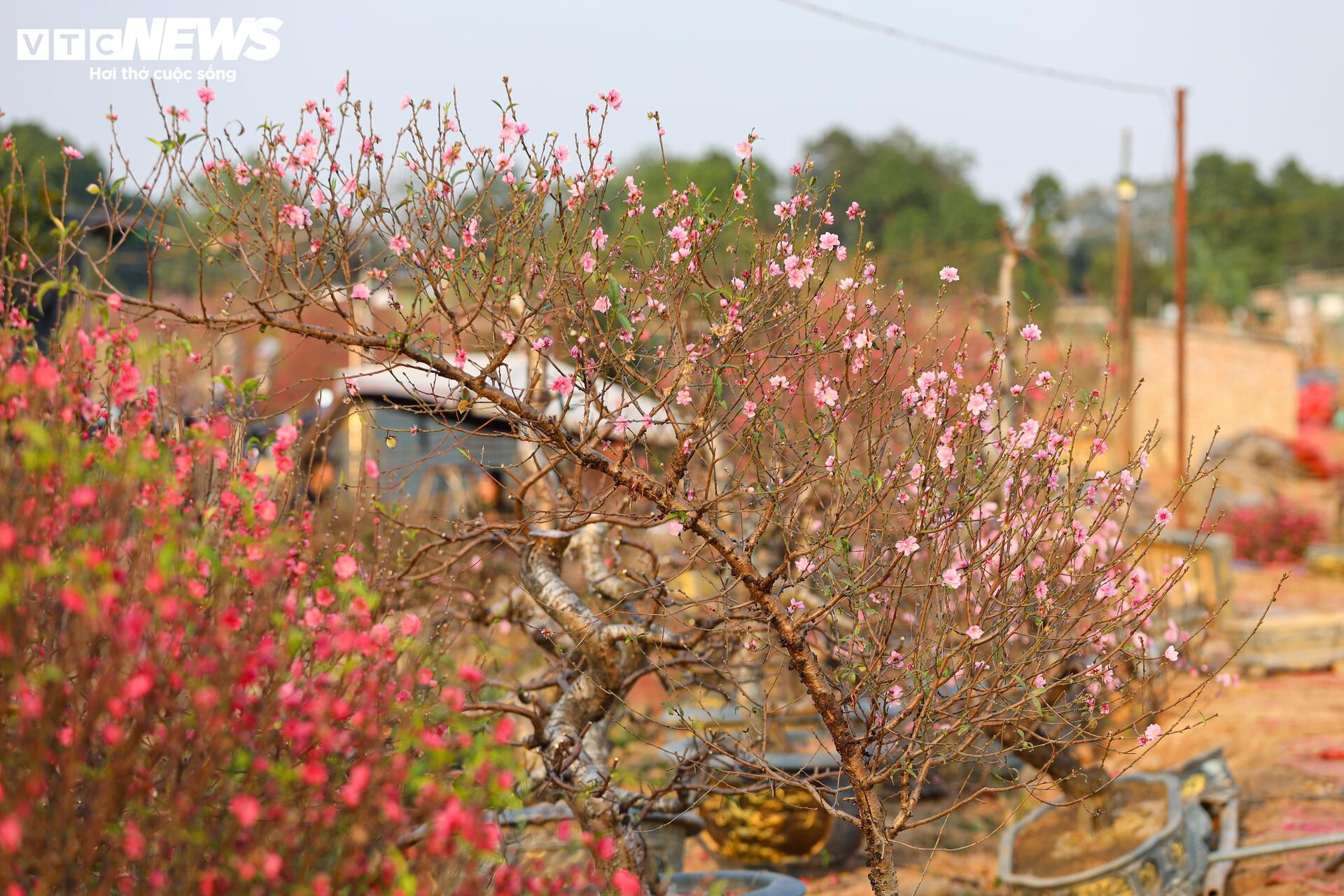 Las flores de durazno de Nhat Tan regresan de la ciudad al jardín, esperando ser "revividas" para el Tet del próximo año.