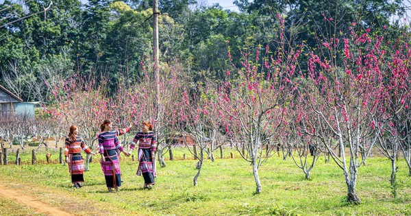 Binh Dinh is brilliant with Japanese cherry blossoms