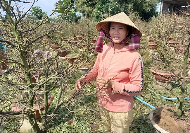 Trồng mai vàng Bình Định kiểu gì mà nhà nông dân này năm nào cũng 