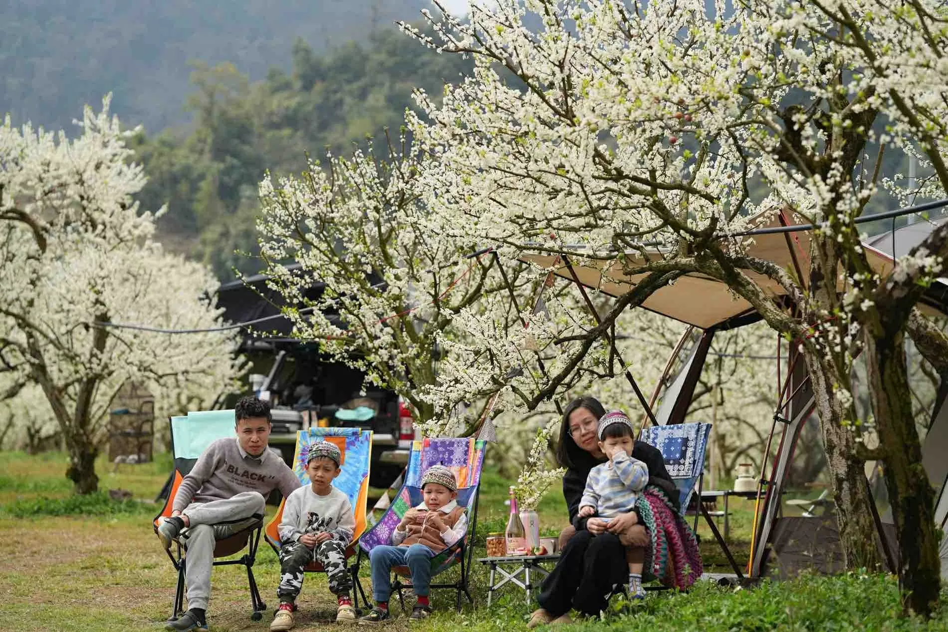 Touristen kommen nach Moc Chau und campen inmitten der blühenden Pflaumengärten