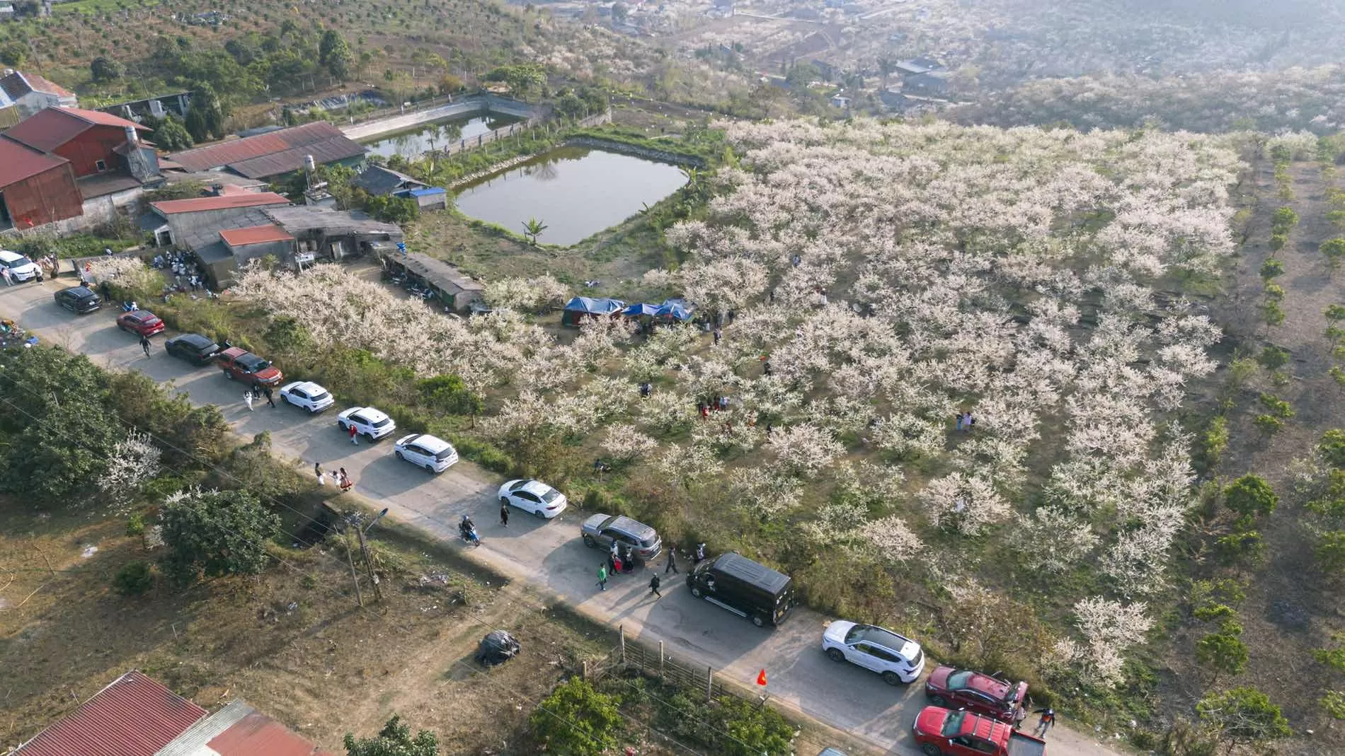 Les touristes viennent à Moc Chau, campant parmi les jardins de pruniers en pleine floraison