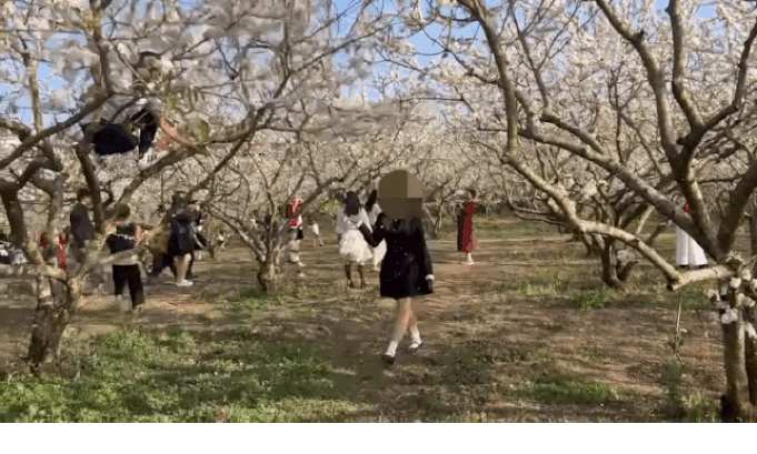 Turista trepa a un árbol para crear una 'lluvia de flores de ciruelo' para que su novia le tome una foto, el dueño del jardín dice que las vainas de frijoles se redujeron en un 80%