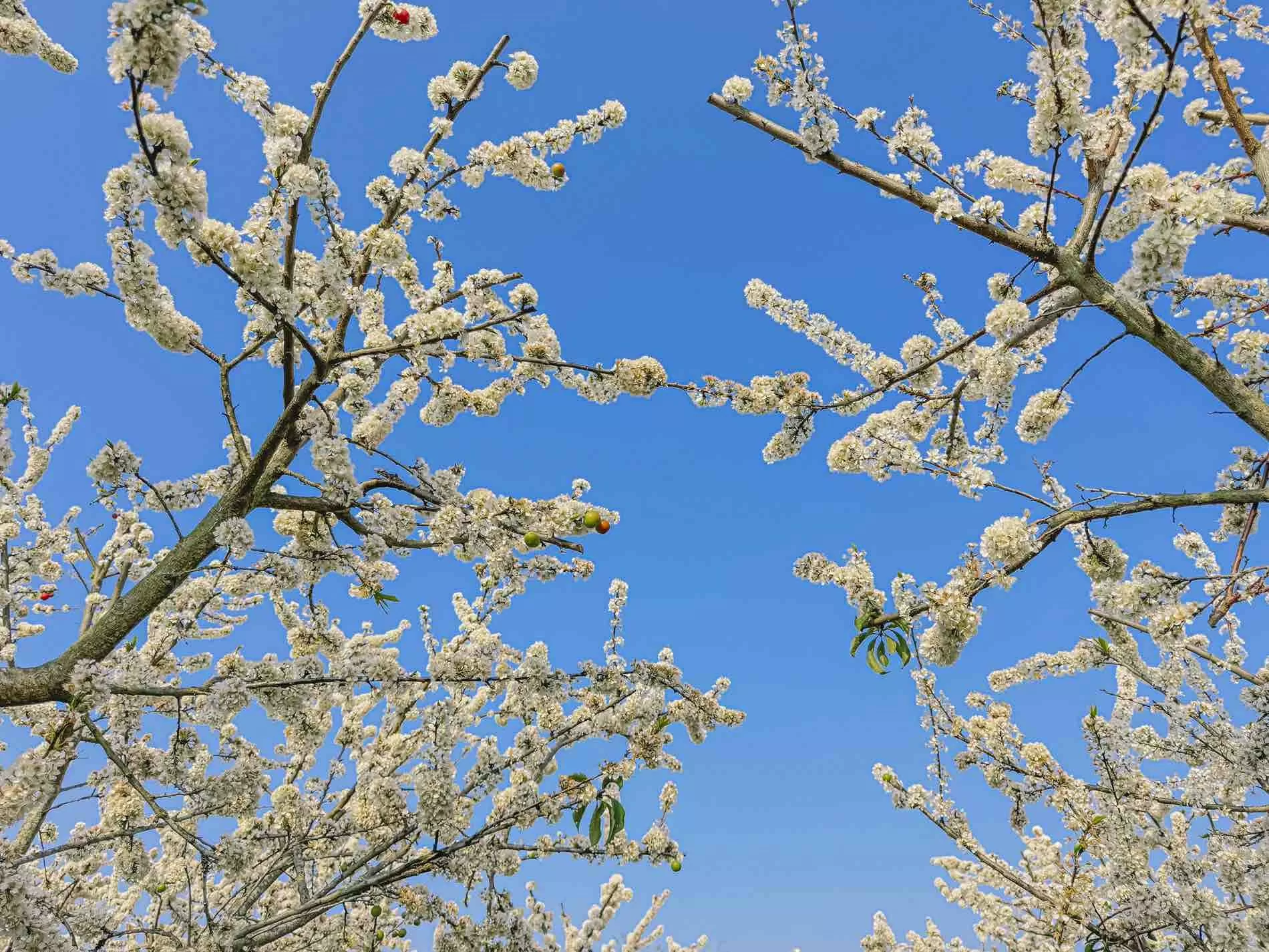 Touristen kommen nach Moc Chau, die Pflaumenblüten blühen etwa zwei Wochen lang und verwelken dann. Foto: Quang Kien lagerte inmitten eines Pflaumengartens in voller Blüte.