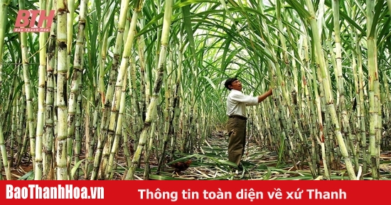 From sugarcane to carbon credits