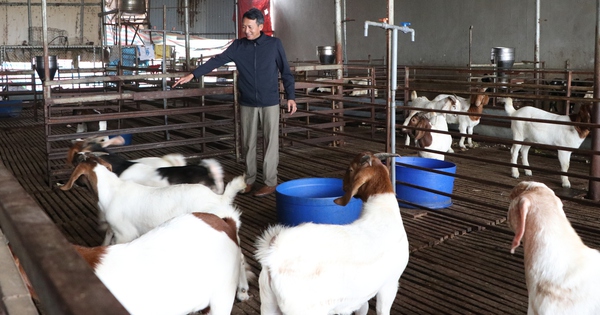 The billionaire from Bac Giang is a farmer who raises the largest quantity of specialty South African goats in the province, earning 2 billion/year.