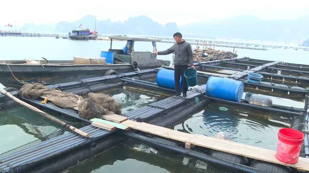 Bui Huy Hieu - Dai Yen Ward, Ha Long City is taking care of fish.