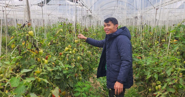 Este es un huerto de tomates con toneladas de frutas cultivado por un hanoiano en Son La, con toneladas de frutas, ganando miles de millones de dongs al año.