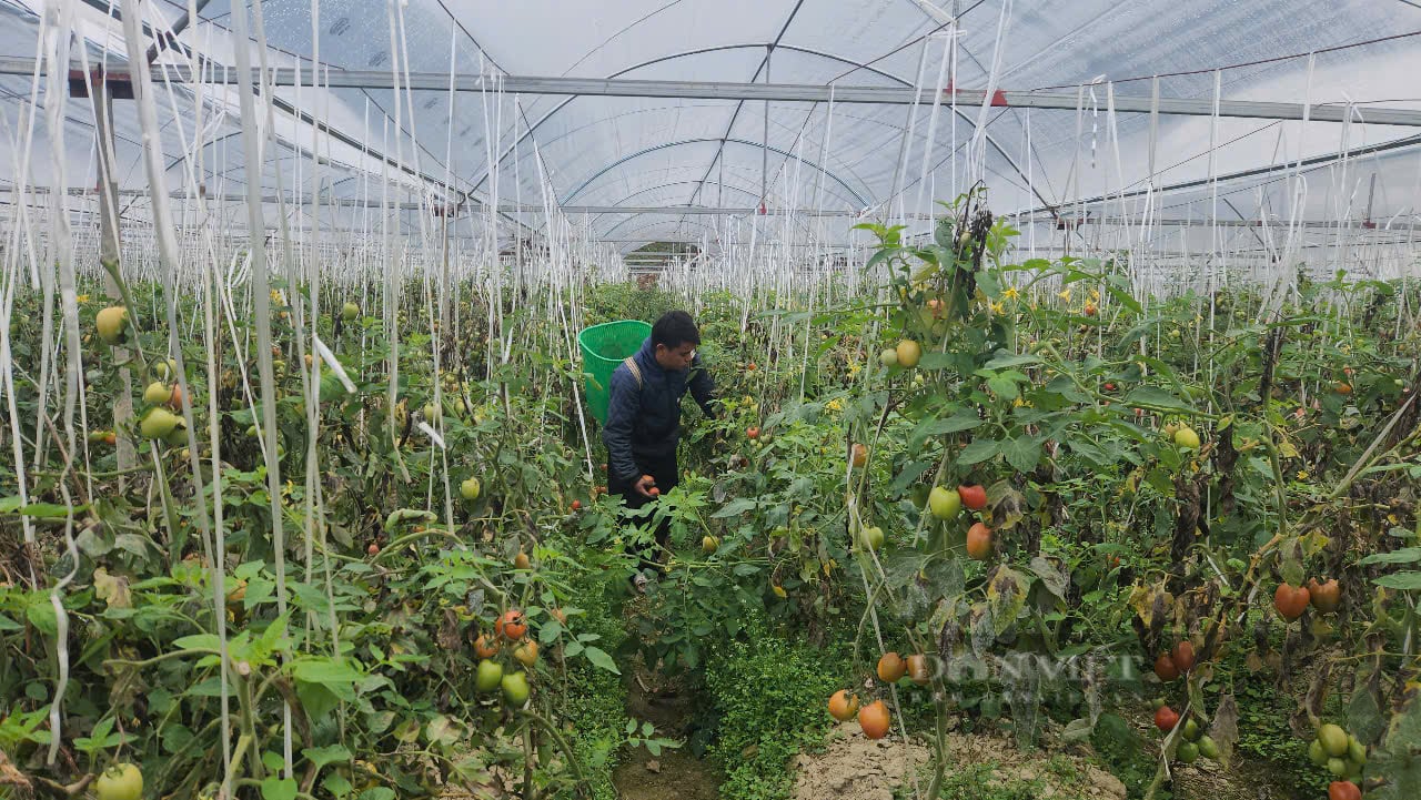 Đây là vườn cà chua ra trái quá trời do trai Thủ đô trồng ở Sơn La, trái quá trời, thu tiền tỷ/năm- Ảnh 3.