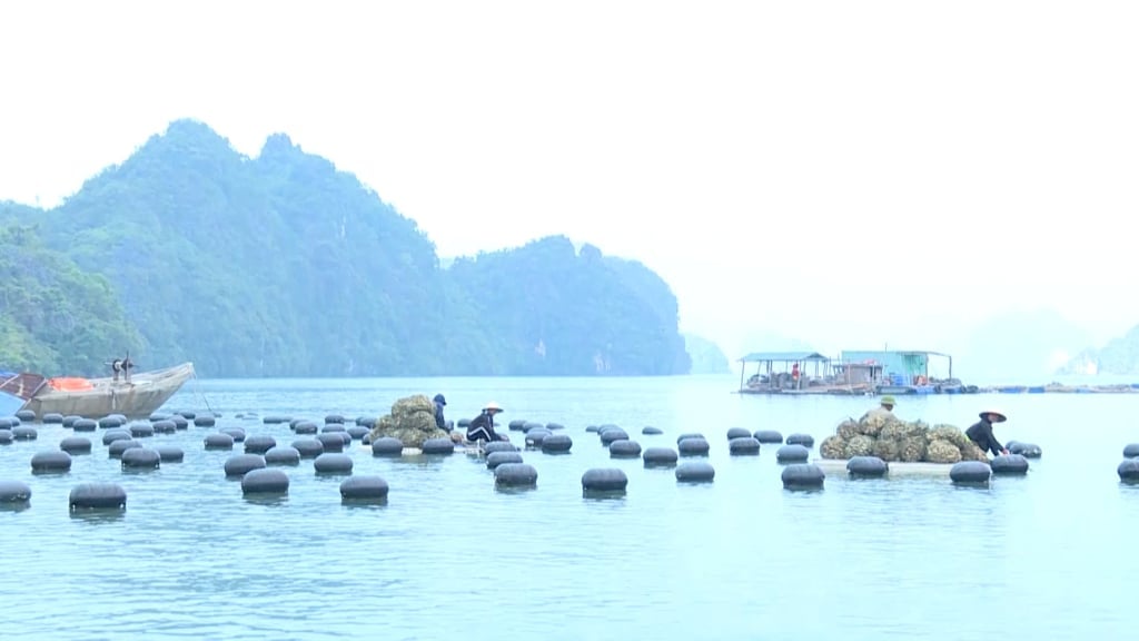 Fishermen in Van Don district begin to breed mollusks in early spring.