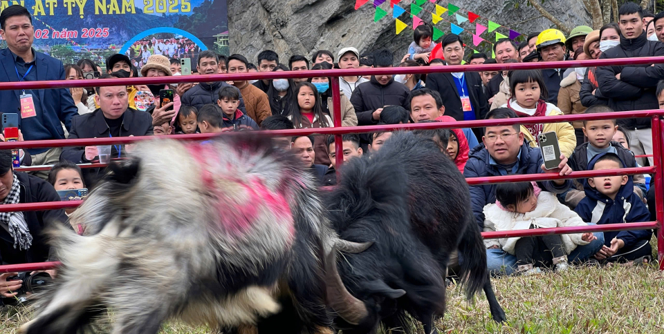 Impresionante competición de peleas de cabras en Lam Binh