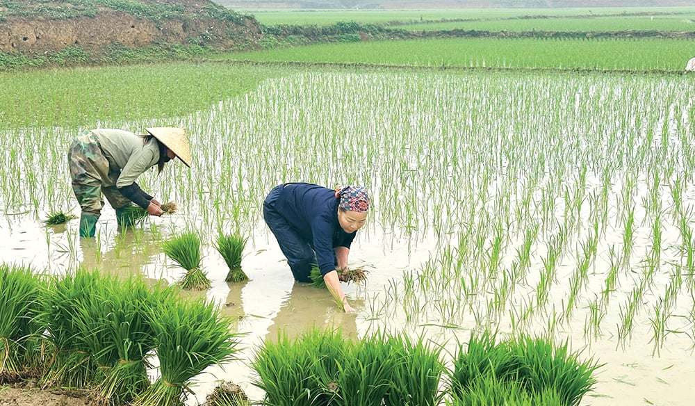 Xuân ấm ruộng đồng