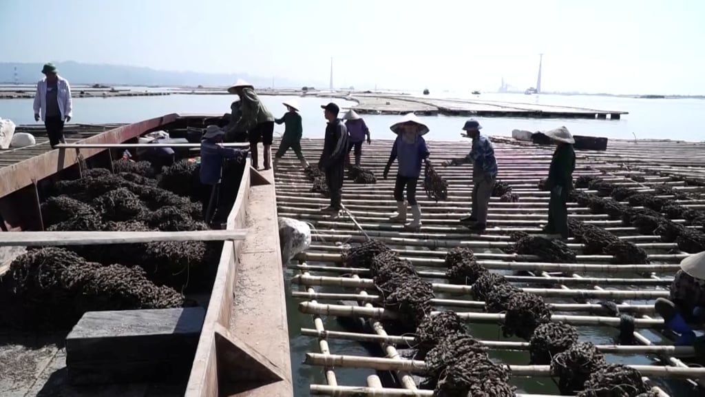 Quang Yen fishermen prepare oyster seeds for the first crop of the year.