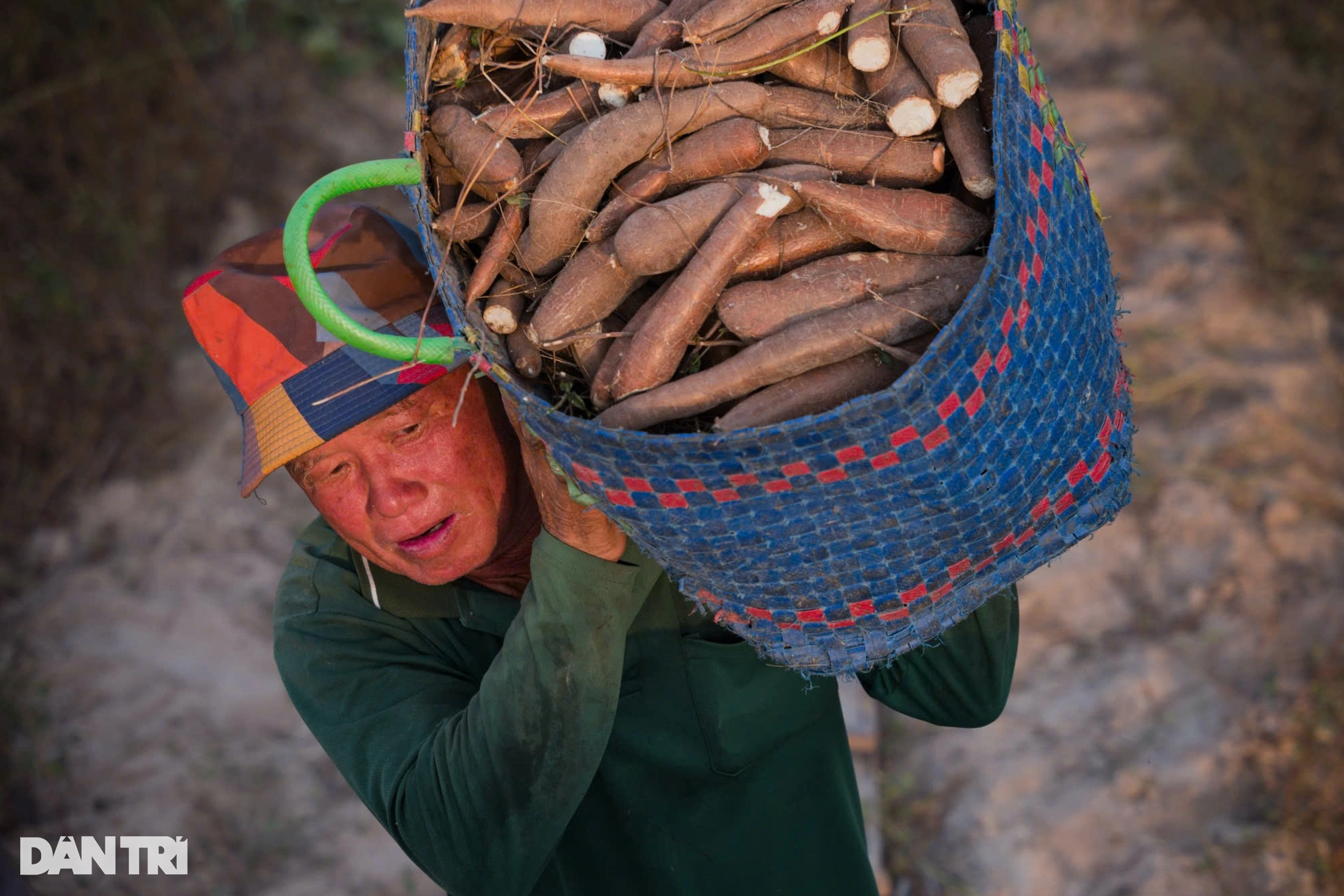 An Giang people enter the biggest cassava harvest of the year