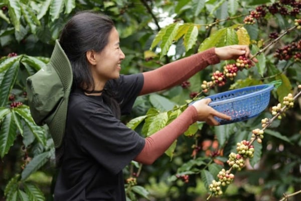 Domestic coffee prices today, February 8, 2025, fluctuated little.