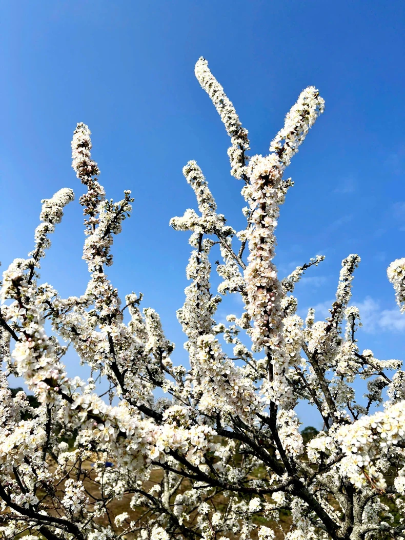 La primavera en las montañas y bosques de Nguyen Binh perdura en la temporada de flores (foto 1)