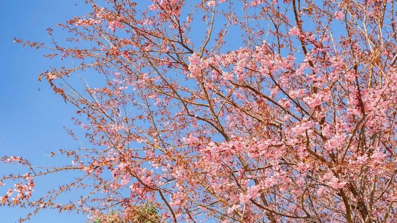 Spring in Nguyen Binh mountains and forests lingers in the flower season photo 9