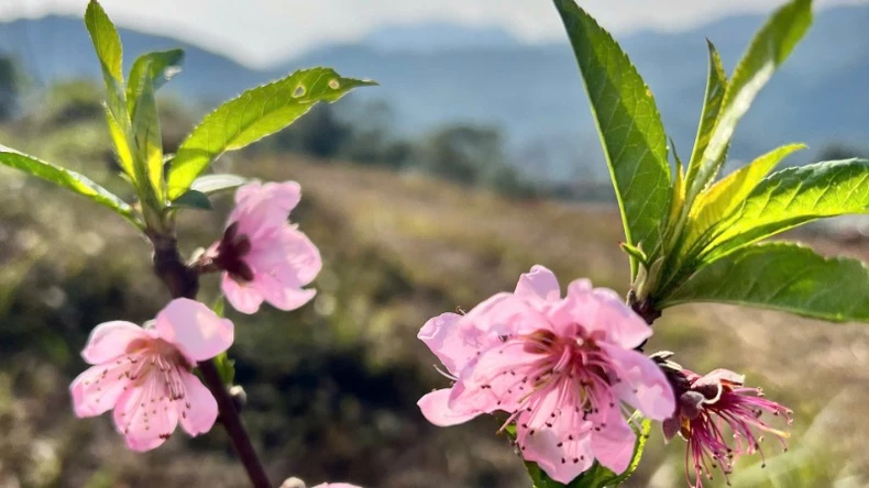 Spring in Nguyen Binh mountains and forests lingers in the flower season photo 4