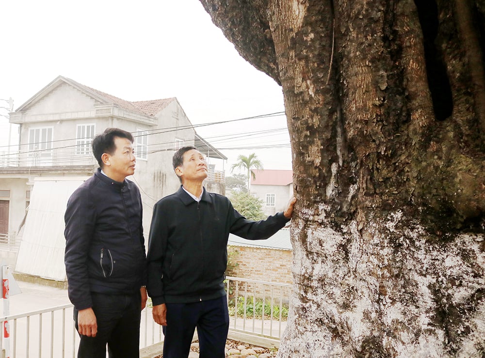 « Trésor vert » à Quang Huc