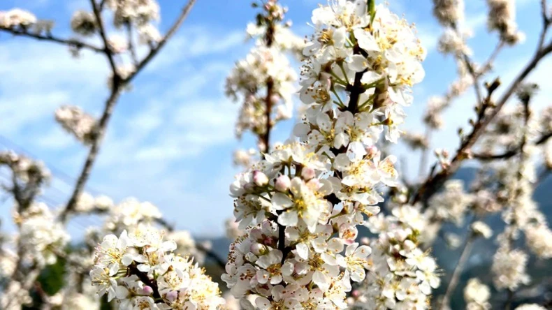 Spring in Nguyen Binh mountains and forests lingers in the flower season photo 2