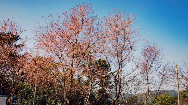 Spring in Nguyen Binh mountains and forests lingers in the flower season photo 14