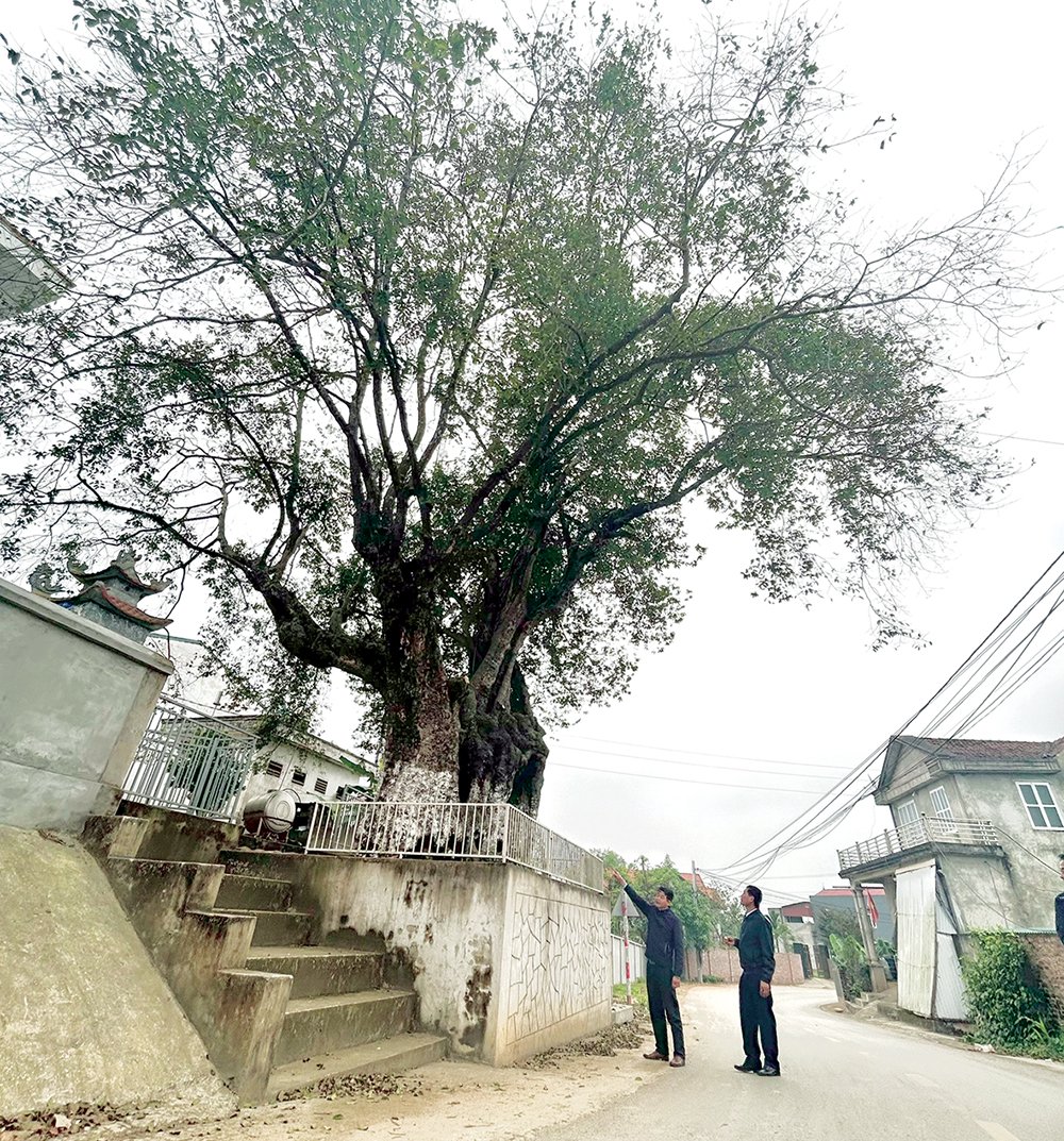 “Báu vật xanh” ở Quang Húc