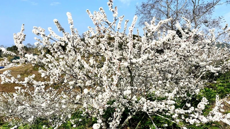 Spring in the mountains and forests lingers in the flower season