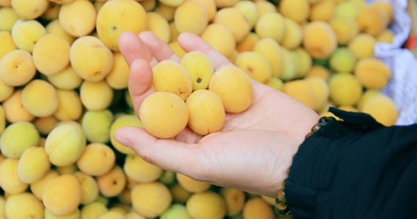 Beugen Aprikosen dank diesem Stoff Dickdarmkrebs vor?