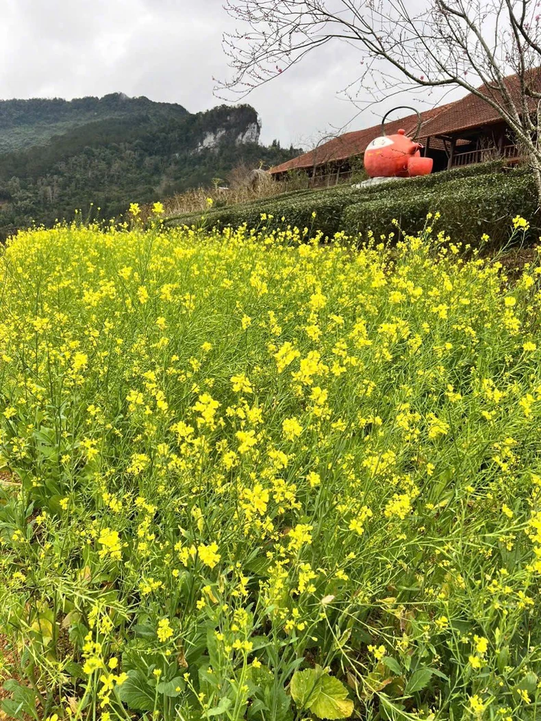 Spring in Nguyen Binh mountains and forests lingers in the flower season photo 11