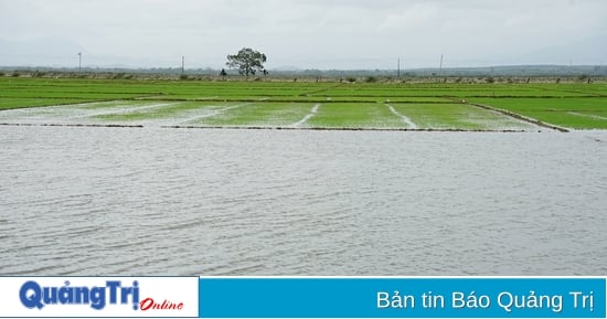 Gần 3.550 ha lúa đang ở giai đoạn đẻ nhánh bị ngập