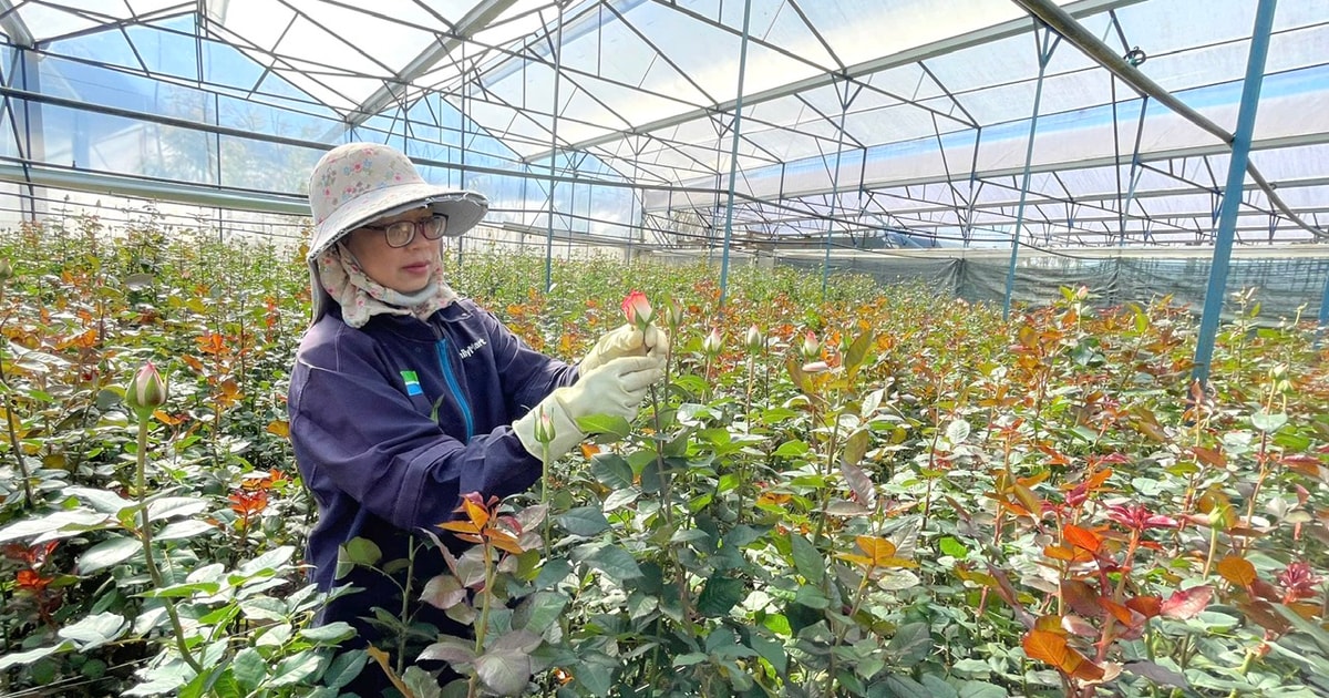 Las rosas de Lang Biang están listas para el día de San Valentín