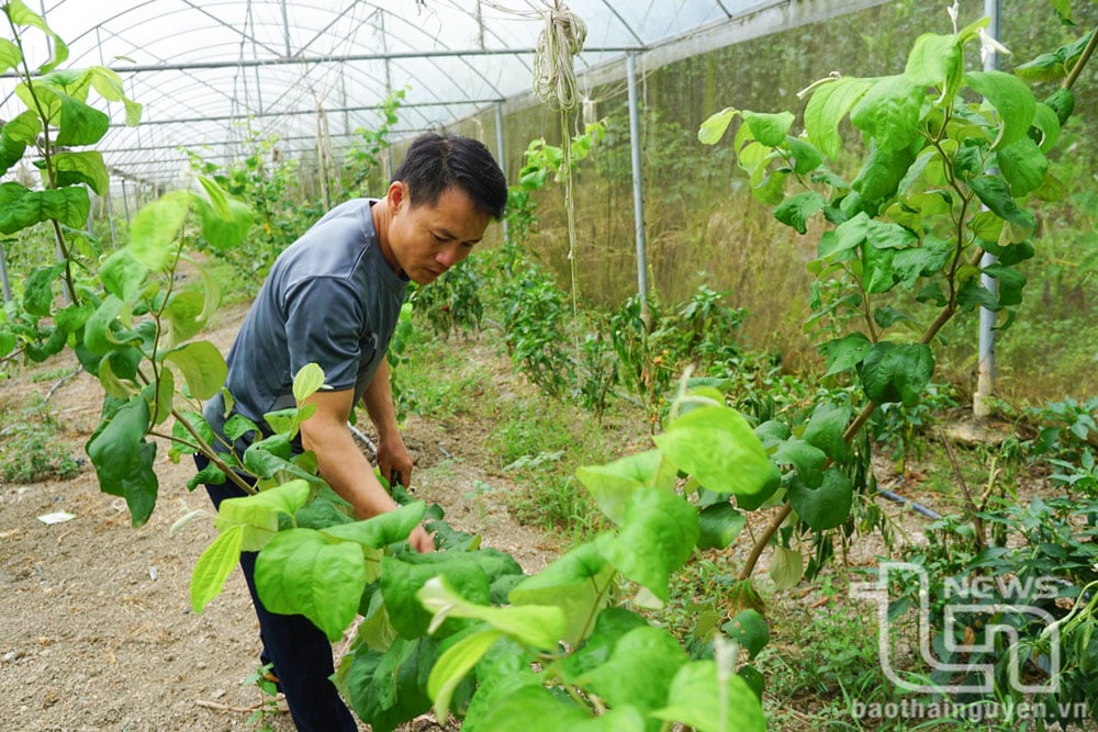 Nông nghiệp xanh đến gần đồng bào vùng cao