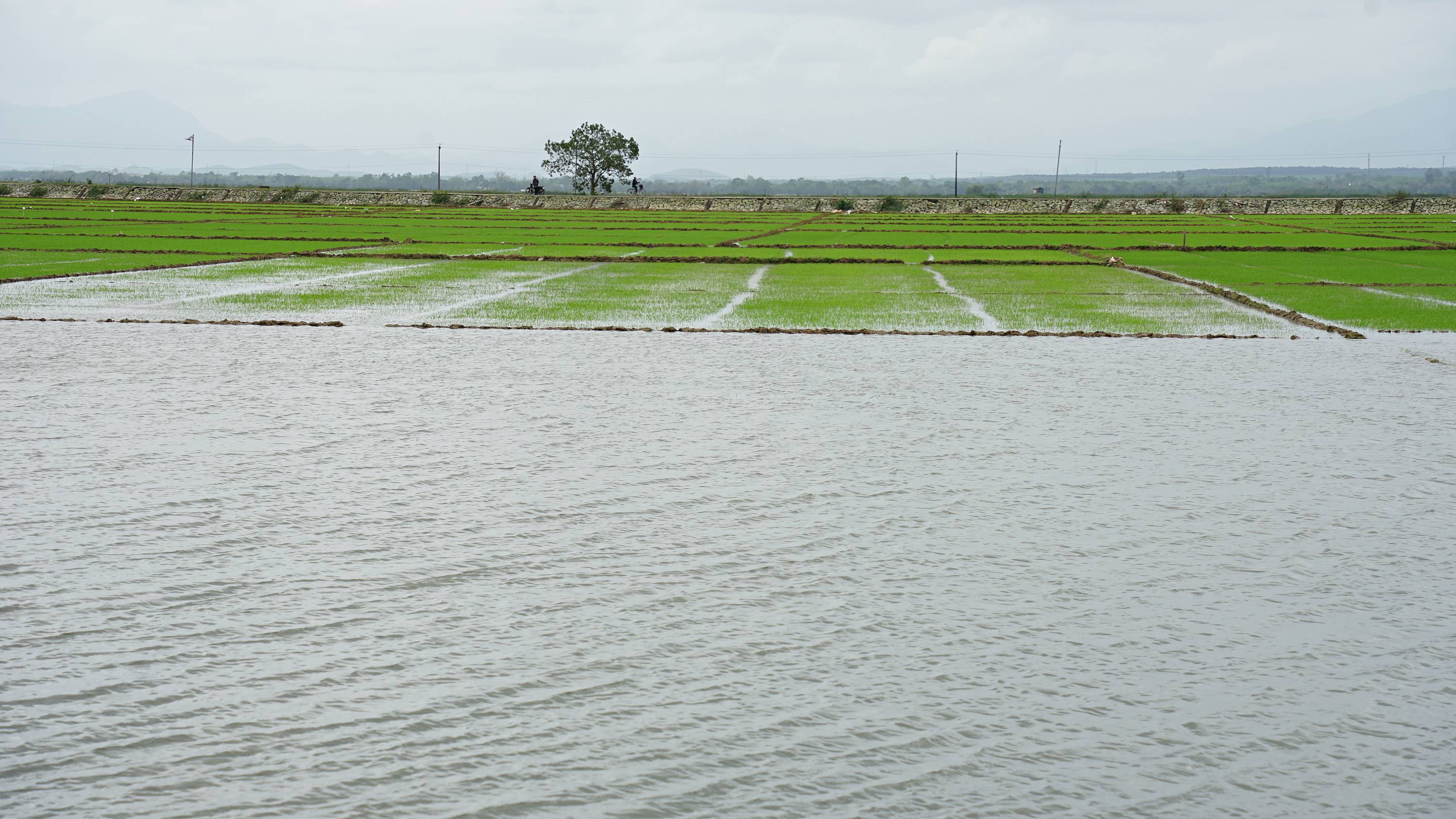 Gần 3.550 ha lúa đang ở giai đoạn đẻ nhánh bị ngập