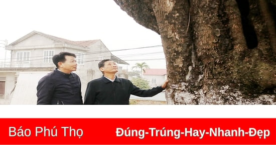 “Báu vật xanh” ở Quang Húc