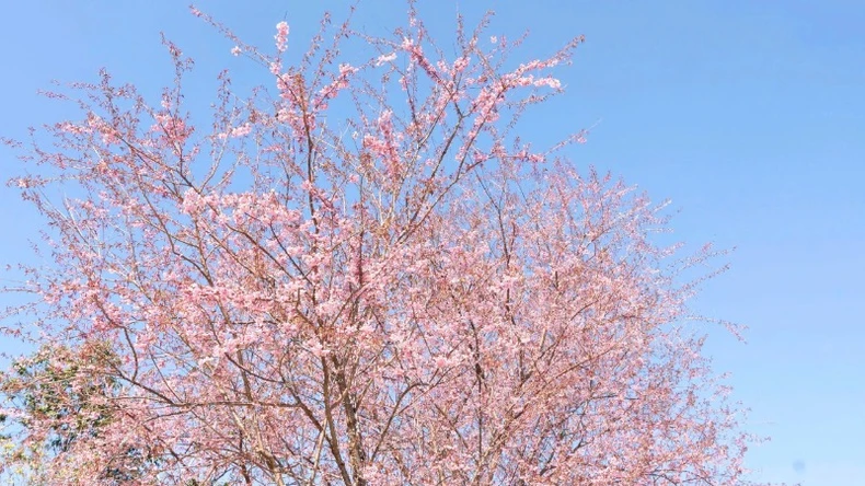 La primavera en las montañas y bosques de Nguyen Binh perdura en la temporada de flores (foto 6)