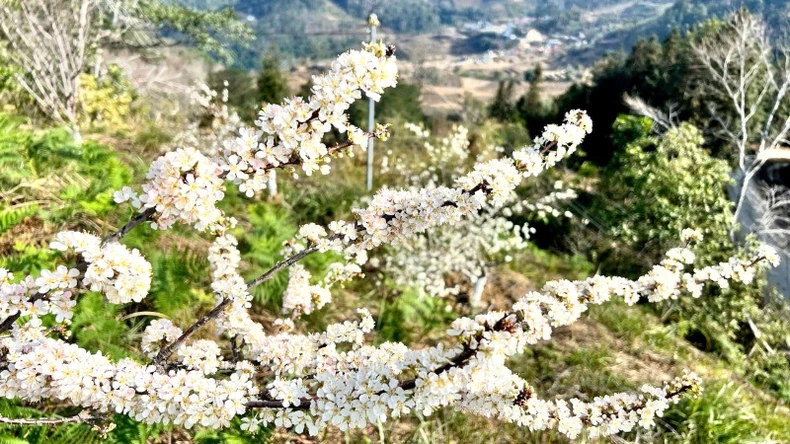 Spring in Nguyen Binh mountains and forests lingers in the flower season photo 12