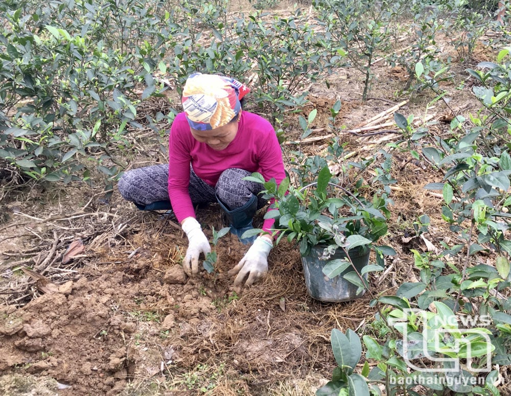 Projet de replantation de 350 hectares de thé