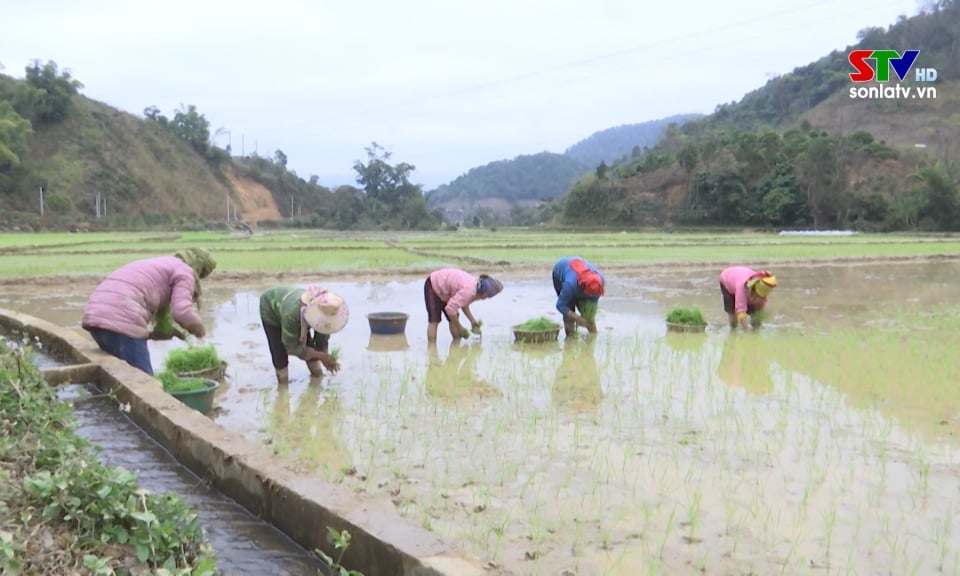 Sop Cop planted more than 90% of the winter-spring rice crop area.