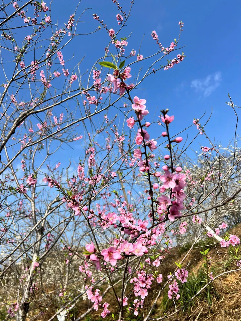 Spring in Nguyen Binh mountains and forests lingers in the flower season photo 5