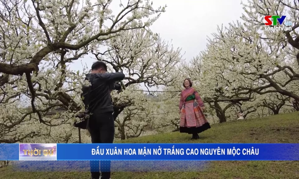 モクチャウ高原に早春の梅の花が白く咲く