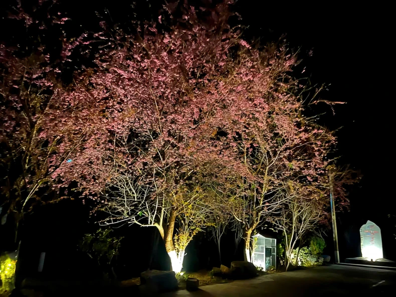 Spring in Nguyen Binh mountains and forests lingers in the flower season photo 7