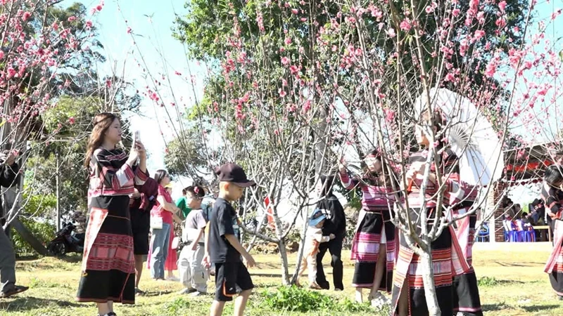 Brilliant peach blossom festival 2025